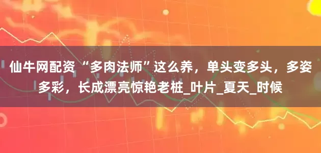 仙牛网配资 “多肉法师”这么养，单头变多头，多姿多彩，长成漂亮惊艳老桩_叶片_夏天_时候